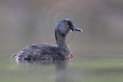 _MG_2755 Least Grebe.jpg