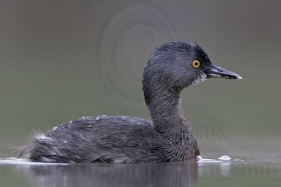 _MG_2895 Least Grebe.jpg