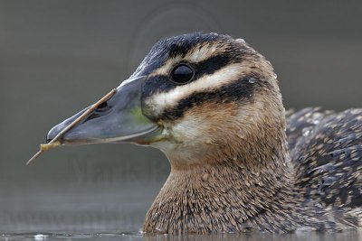 _MG_3101 Masked Duck.jpg