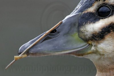 _MG_3101crop Masked Duck.jpg