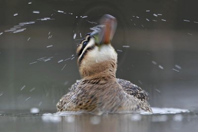 _MG_3123 Masked Duck.jpg