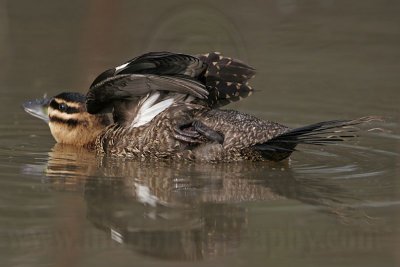 _MG_3679 Masked Duck.jpg