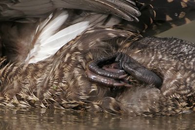 _MG_3679crop Masked Duck.jpg