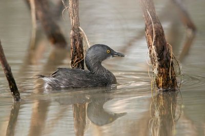 _MG_3717 Least Grebe.jpg