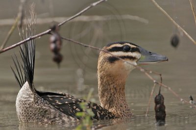_MG_3728 Masked Duck.jpg