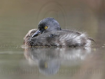 _MG_4267 Least Grebe.jpg