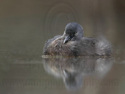 _MG_4285 Least Grebe.jpg