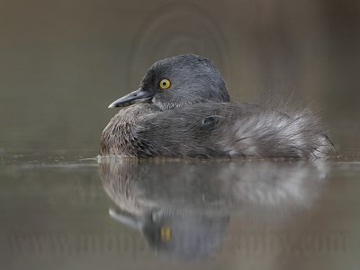 _MG_4290 Least Grebe.jpg