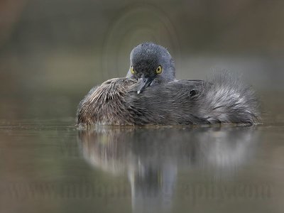 _MG_4303 Least Grebe.jpg