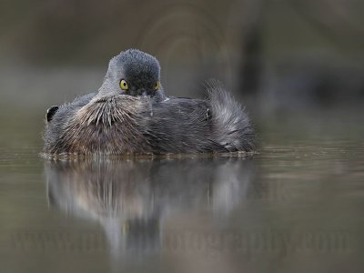 _MG_4304 Least Grebe.jpg