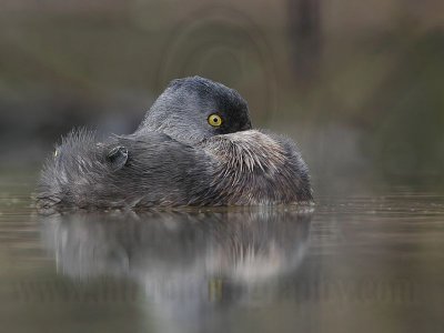 _MG_4307 Least Grebe.jpg