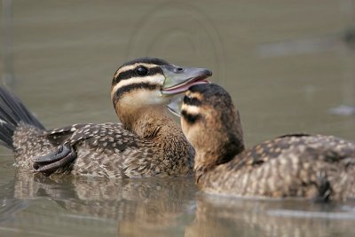 _MG_4576 Masked Duck.jpg