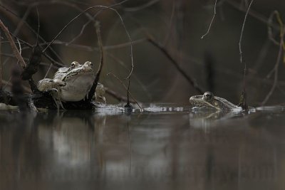 _MG_5001 Rio Grande Leopard Frog.jpg
