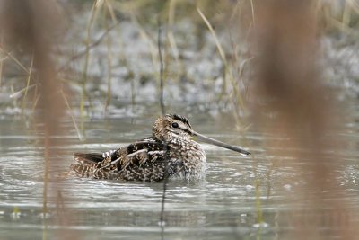 _MG_5279 Wilson's Snipe.jpg
