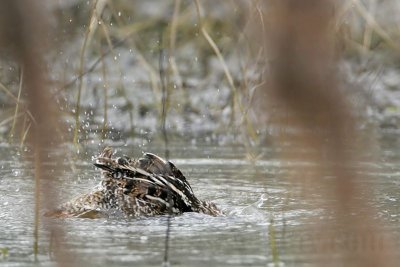 _MG_5300 Wilson's Snipe.jpg