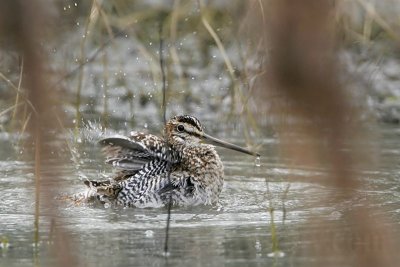 _MG_5302 Wilson's Snipe.jpg