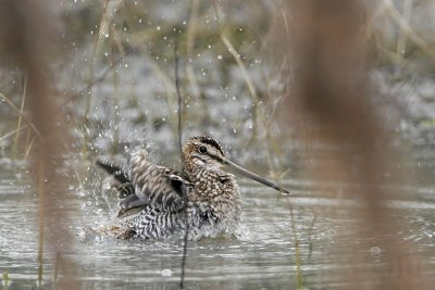 _MG_5304 Wilson's Snipe.jpg