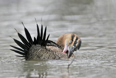_MG_5727 Masked Duck.jpg