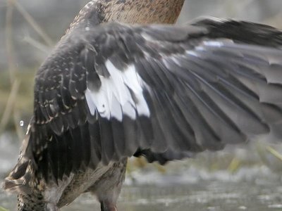 _MG_5900crop Masked Duck.jpg