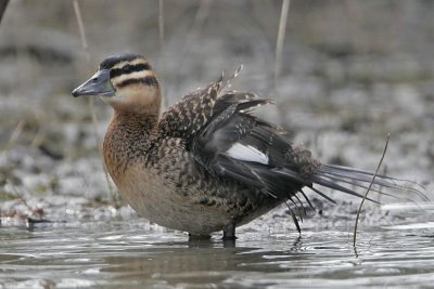 _MG_6002 Masked Duck.jpg