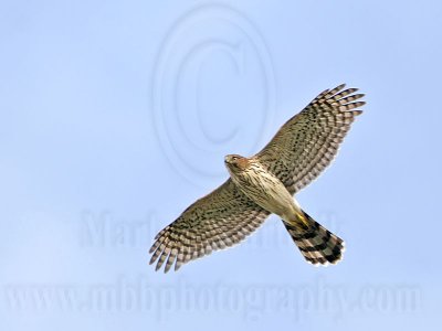 _MG_6255 Cooper's Hawk.jpg