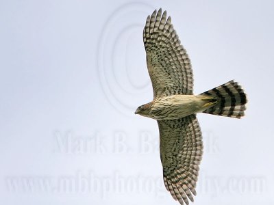 _MG_6270 MCooper's Hawk.jpg