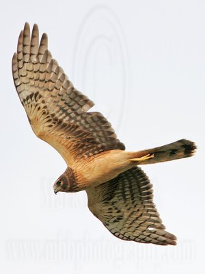 _MG_6698 Northern Harrier.jpg