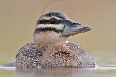_MG_7393 Masked Duck.jpg