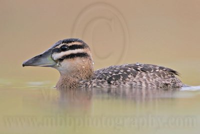 _MG_7401 Masked Duck.jpg