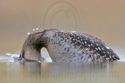_MG_7527 Masked Duck.jpg