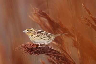 _MG_2353 Le Conte's Sparrow.jpg