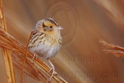 _MG_3174 Le Conte's Sparrow.jpg