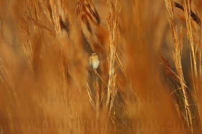 _MG_3386 Le Conte's Sparrow.jpg