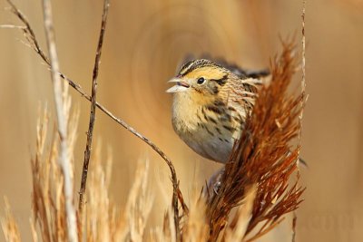 _MG_3441 Le Conte's Sparrow.jpg