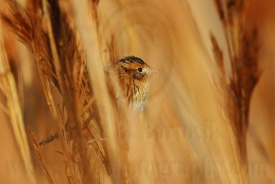 _MG_3630 Le Conte's Sparrow.jpg