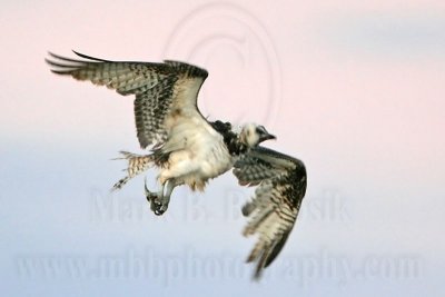 _MG_8532 Osprey.jpg