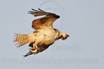 _MG_8833 Osprey.jpg