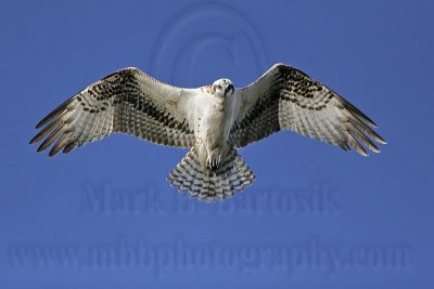 _MG_3224 Osprey.jpg