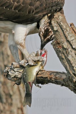 _MG_3251 Osprey.jpg