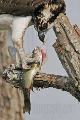 _MG_3269 Osprey.jpg