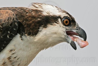 _MG_3525 Osprey.jpg