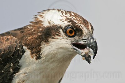 _MG_3722 Osprey.jpg