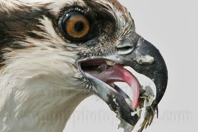 _MG_3816crop Osprey.jpg