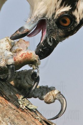 _MG_4287crop Osprey.jpg