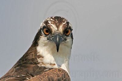 _MG_4386 Osprey.jpg