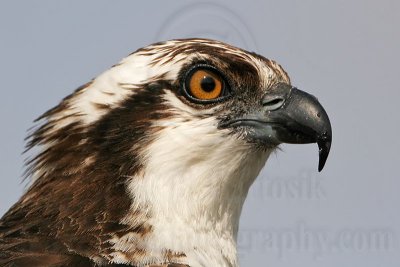 _MG_4398 Osprey.jpg