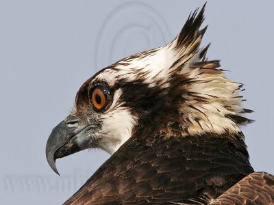 _MG_4516 Osprey.jpg
