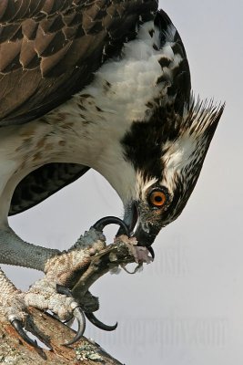 _MG_4842 Osprey.jpg