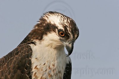 _MG_5310 Osprey.jpg