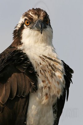 _MG_5339 Osprey.jpg